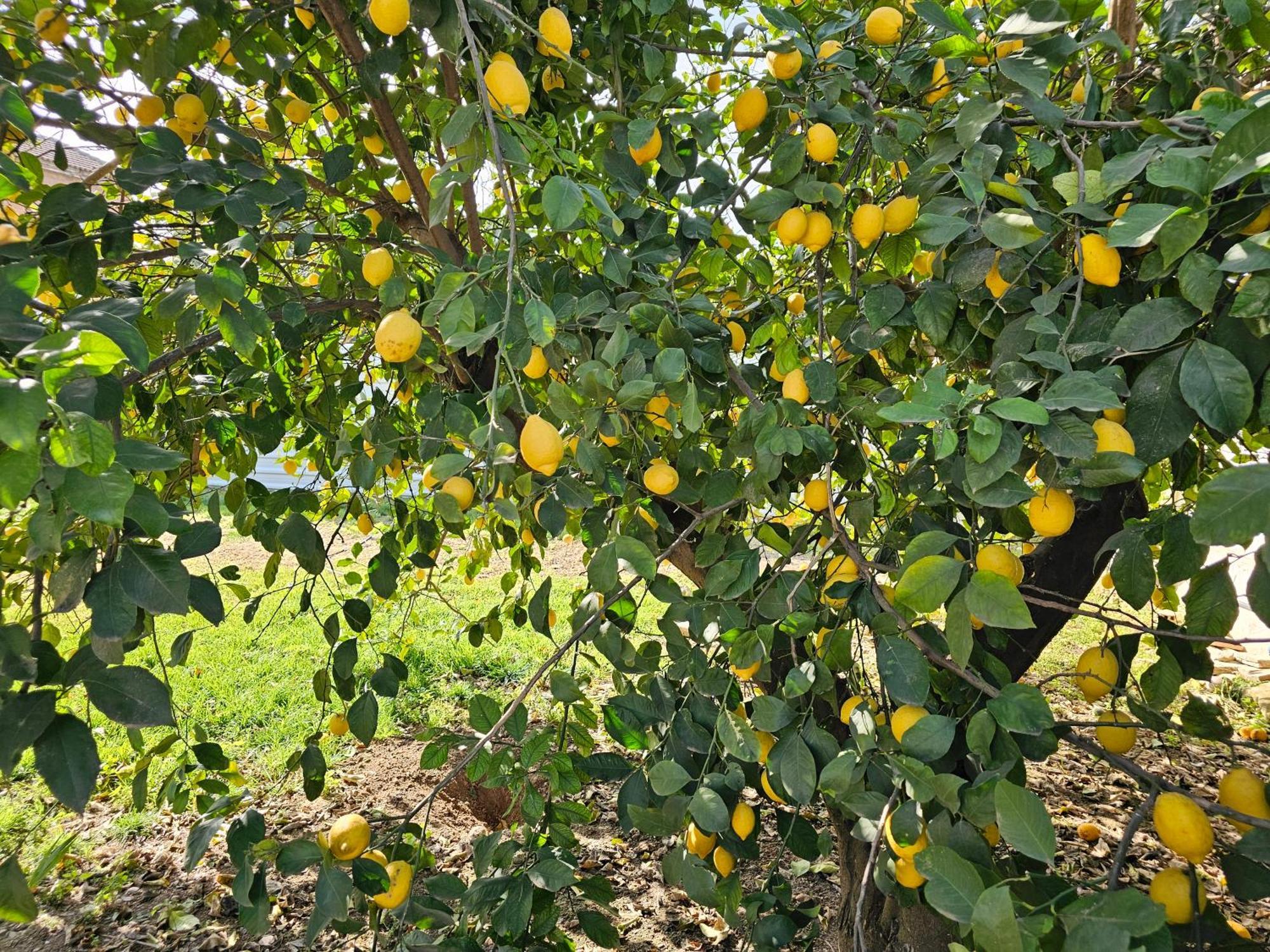 فيلا La Orquidea De قرطبة المظهر الخارجي الصورة